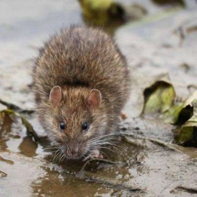 blocked drains in camden