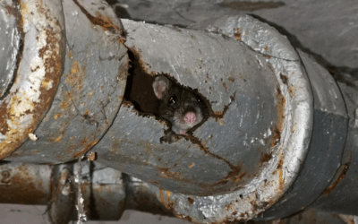 Who is responsible for rats in drains?
